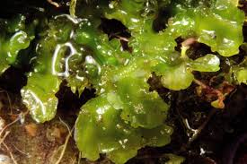 Attēlu rezultāti vaicājumam “Aneura pinguis”