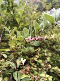 Attēlu rezultāti vaicājumam “Symphoricarpos albus flower”