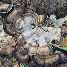 Attēlu rezultāti vaicājumam “Bjerkandera adusta”