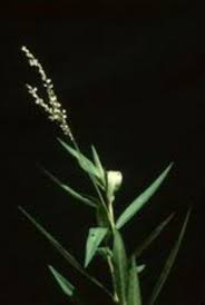 Attēlu rezultāti vaicājumam “Persicaria hydropiper”