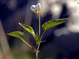 Attēlu rezultāti vaicājumam “Viola rupestris flower”