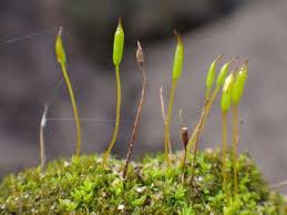 Attēlu rezultāti vaicājumam “Cinclidotus danubicus”