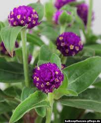 Image result for Kugelamarant