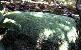 Attēlu rezultāti vaicājumam “Leucobryum juniperoideum”