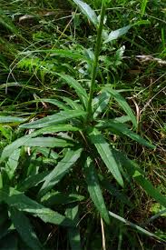 Attēlu rezultāti vaicājumam “Hieracium umbellatum”