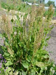 Attēlu rezultāti vaicājumam “Rumex acetosa”