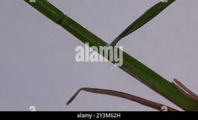 Attēlu rezultāti vaicājumam “Poa compressa leaf”