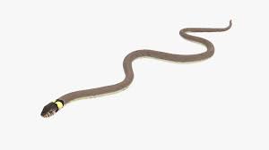 Attēlu rezultāti vaicājumam “Natrix natrix”