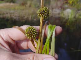 Attēlu rezultāti vaicājumam “Sparganium minimum fruit”