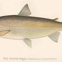 Image result for Coregonus clupeaformis