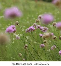 Image result for Grasnelke