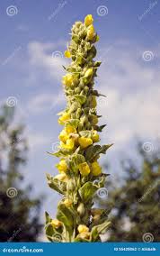 Attēlu rezultāti vaicājumam “Verbascum densiflorum leaf”