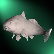 Image result for Pogonias cromis