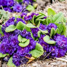 Attēlu rezultāti vaicājumam “Primula”