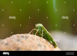 Attēlu rezultāti vaicājumam “Thetidia smaragdaria”