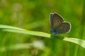 Attēlu rezultāti vaicājumam “Agrodiaetus amandus”