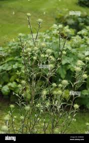 Attēlu rezultāti vaicājumam “Carlina biebersteinii leaf”