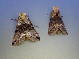 Attēlu rezultāti vaicājumam “Abrostola tripartita”