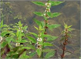 Attēlu rezultāti vaicājumam “Lycopus europaeus”