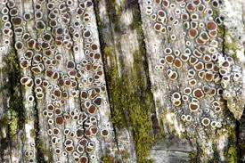 Attēlu rezultāti vaicājumam “Lecanora carpinea”