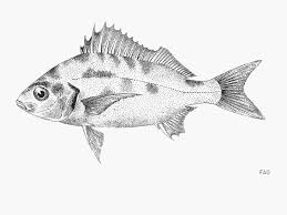 Image result for Pomadasys incisus