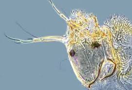 Attēlu rezultāti vaicājumam “Chironomidae imago”