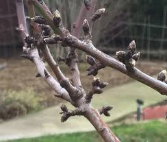 Attēlu rezultāti vaicājumam “Anthyllis maritima bud”