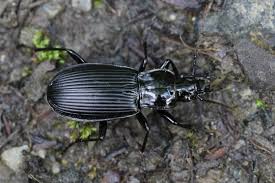 Attēlu rezultāti vaicājumam “Limodromus assimilis”