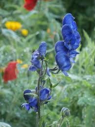 Image result for Eisenhut