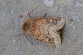 Attēlu rezultāti vaicājumam “Eriopygodes imbecilla”