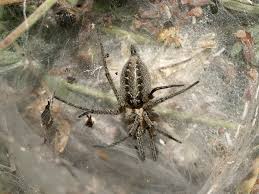 Attēlu rezultāti vaicājumam “Agelena labyrinthica”