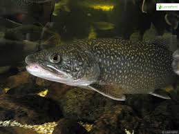 Image result for Salvelinus namaycush