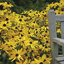 Attēlu rezultāti vaicājumam “Rudbeckia hirta var. hirta leaf”