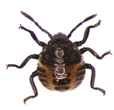 Attēlu rezultāti vaicājumam “Badhamia nitens macro”