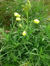 Attēlu rezultāti vaicājumam “Diplotaxis tenuifolia”