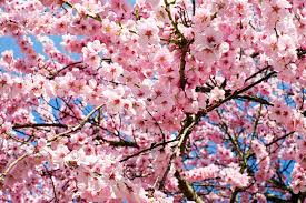 Image result for "cherry blossom" washington