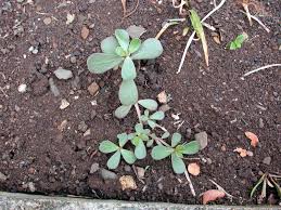 Attēlu rezultāti vaicājumam “Portulaca oleracea leaf”