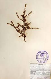 Attēlu rezultāti vaicājumam “Corispermum hyssopifolium”