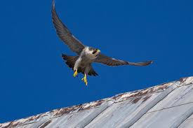 Image result for Herts Falcons