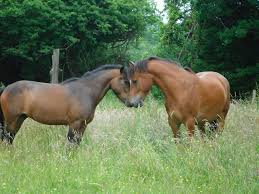 Image result for South Weylands Equestrian