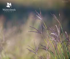 Attēlu rezultāti vaicājumam “Jamesoniella autumnalis sporophyte”