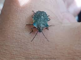 Attēlu rezultāti vaicājumam “Adomerus biguttatus”