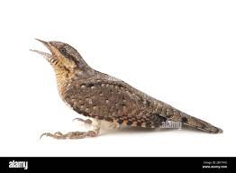 Attēlu rezultāti vaicājumam “Jynx torquilla”