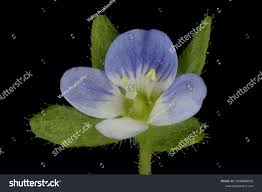 Attēlu rezultāti vaicājumam “Veronica agrestis flower”