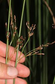 Attēlu rezultāti vaicājumam “Juncus balticus”