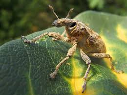 Attēlu rezultāti vaicājumam “Cleonis pigra”