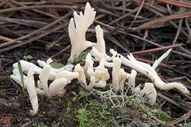 Attēlu rezultāti vaicājumam “Clavulina rugosa”