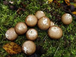 Attēlu rezultāti vaicājumam “Lycoperdon pyriforme young”