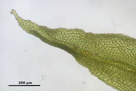 Attēlu rezultāti vaicājumam “Orthotrichum speciosum”