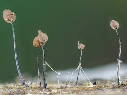 Attēlu rezultāti vaicājumam “Comatricha elegans”